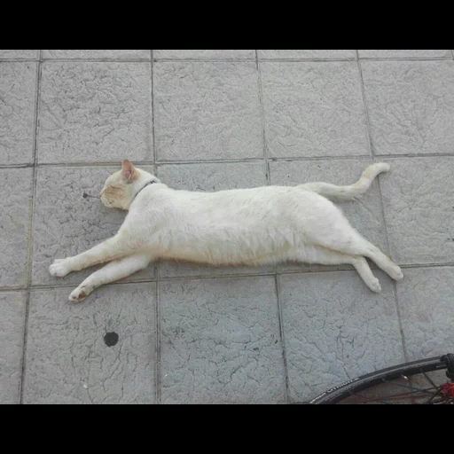 kucing, kucing, kucing putih, the cats badger, white cat badger