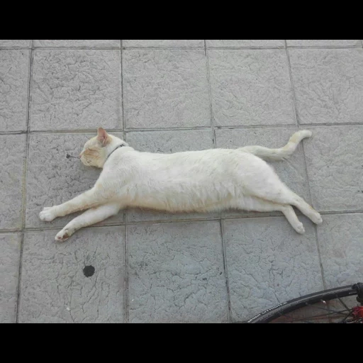 gato, gato, gato branco, cat barsik, white cat barsik