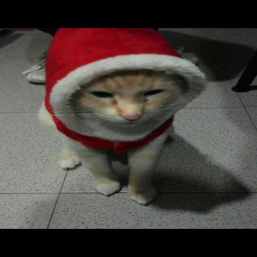 kucing, kepala kucing, hewan lucu, topi merah kucing, cap tahun baru kucing