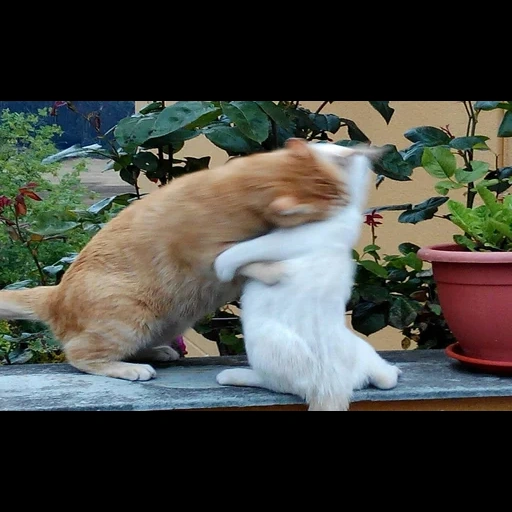 gato, gato, animais, gatos engraçados, animais em casa