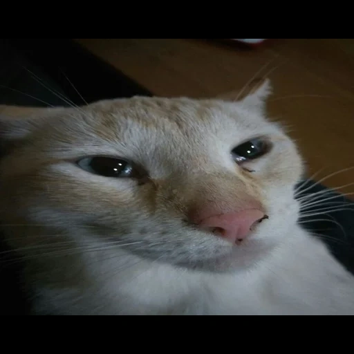 der kater, katze, kitty meme, weinendes katzengesicht, memes mit einer weinenden katze