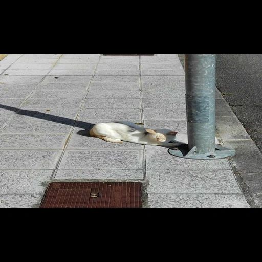 gatto, gatto, gatto silenzioso, scherzo video gatto e topo, l'opossum corre attraverso la strada