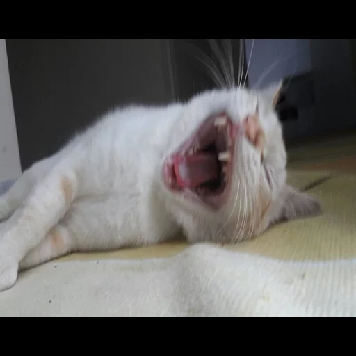 cat, animals, a yawning cat, animal cat, a yawning seal