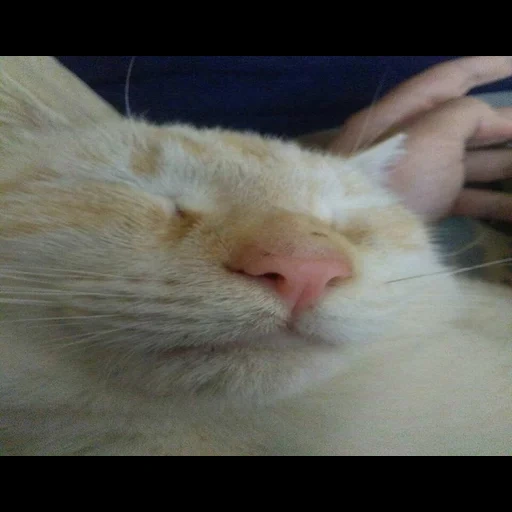 gatto, gatto, gattino, sonno del gatto, gatto dormiente