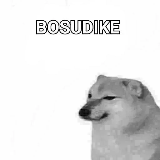 doge, dog, dog meme, dorimetogo, siba dog meme