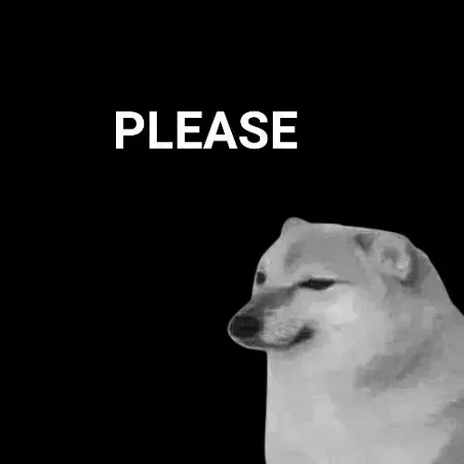 doge, cane, cane meme, chai dog meme, cane triste