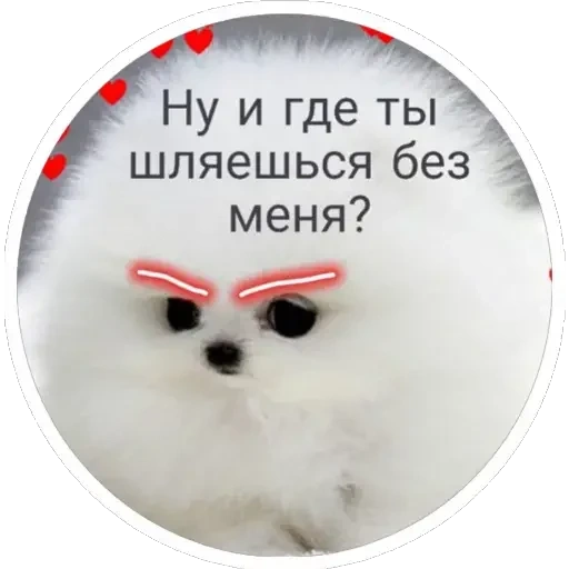 fluffy diva, животные милые, маленькие животные, самые милые животные, милые пикчи комплиментами