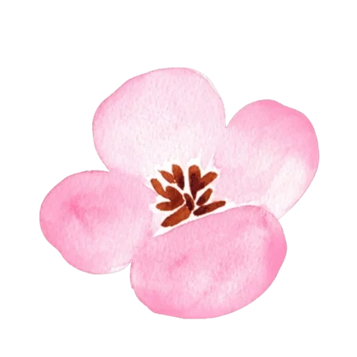 вишня цветы, цветы лепестки, розовый цветок, розовые цветочки, цветок сакуры рисунок
