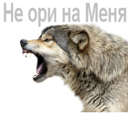 der wolf knurrt, der wolf rockt, einen wolf nebenbei erden, ein einzelgängerwolf gurrte, wolf grinsprofil