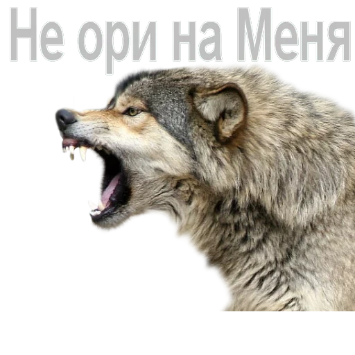 волк рычит, волк скалится, оскал волка сбоку, волк одиночка оскал, волчий оскал профиль