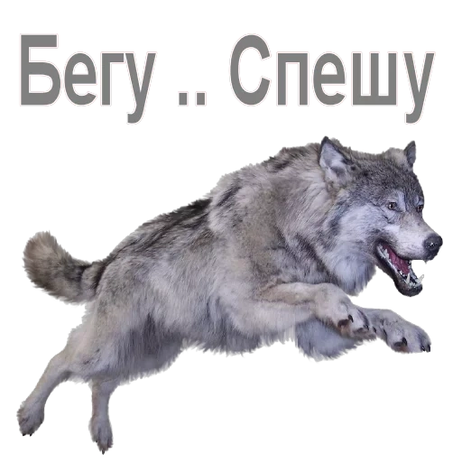 lupo intelligente, lupo che corre, lupo ruggisce su fondo bianco, running wolf-sfondo trasparente