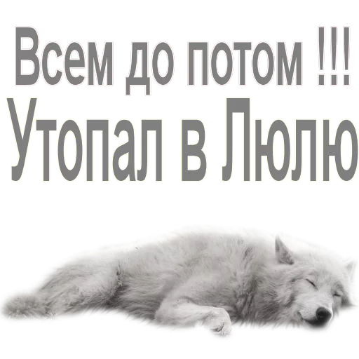 gato, o lobo está dormindo, lobo branco, lobo cansado, lobo morto de fundo branco