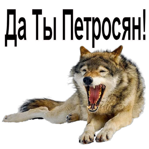 wolf, wolf auf, the wolf yawns, the wolf grin