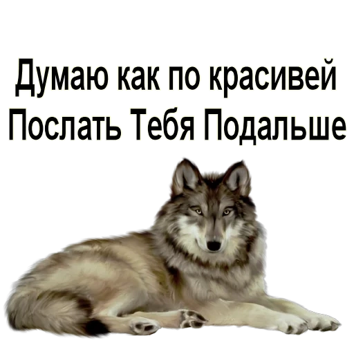 wolf, lobo, lobo, parabéns ao lobo, lobo transparente