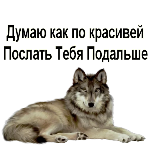 wolf, волк, одинокий волк, волк поздравление, волк прозрачном фоне