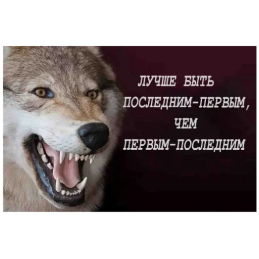фразы волка, цитаты волками, мудрость волка, цитаты про волков, пацанские цитаты волком