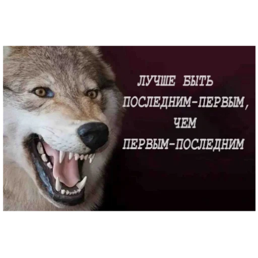 die sätze des wolfs, zitate mit wölfen, die weisheit des wolfs, zitate über wölfe, kochen zitate wolf