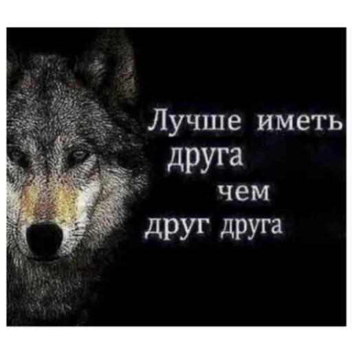wolf, quotations from wolves, it's better to have friends than each other, it's better to have a friend than a meme, it's better to have friends than each other