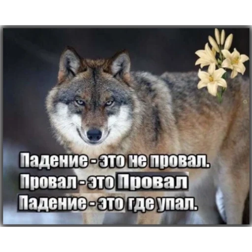 meme de lobo, memes de lobo, citas de volka, memes con lobos, memes sobre lobos
