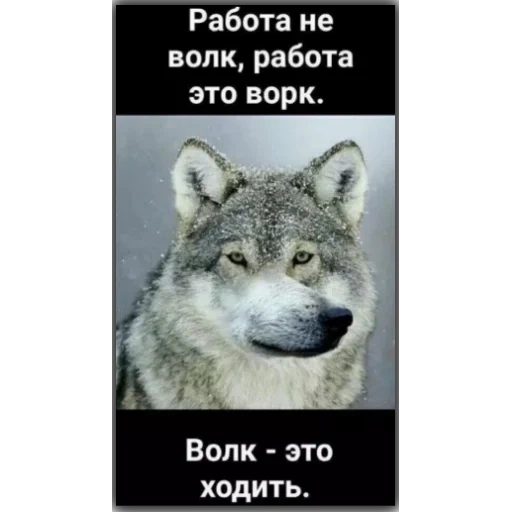mème de loup, loup gris, le loup est grand, mèmes avec des loups, citations wolf
