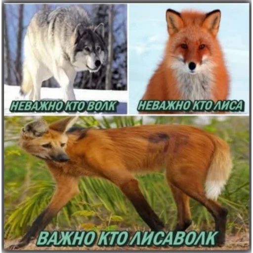 fox, fãs de lobo, motivo de lobo, animal raposa, motivo de citação de lobo