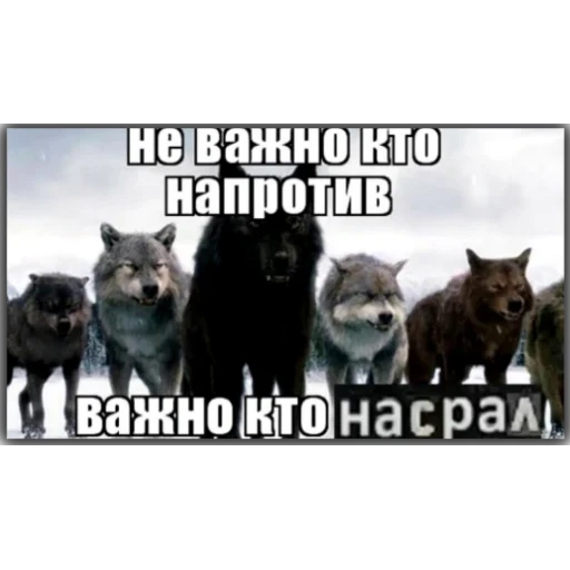 цитаты волка, не важно кто напротив, не важно кто важно кто, неважно кто напротив важно кто рядом, не важно кто напротив важно кто рядом