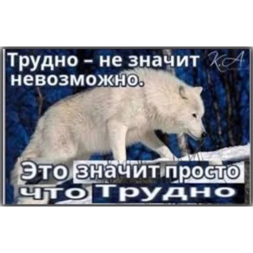 wolf, quotations from wolves, white polar wolf, difficulty does not mean impossible, difficulty doesn't mean impossible it just means difficulty