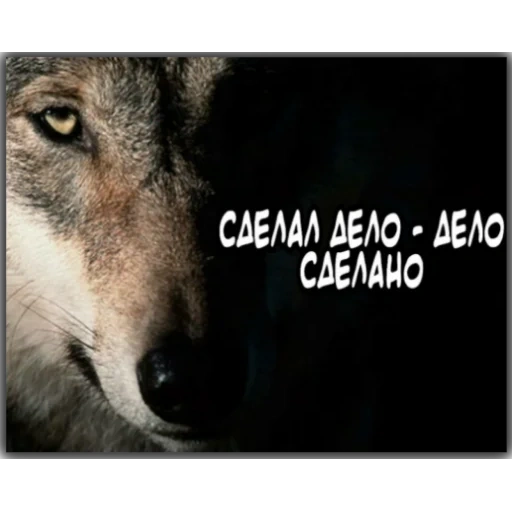 loup, le museau du loup, citations volka, citations de loups, citations de loup