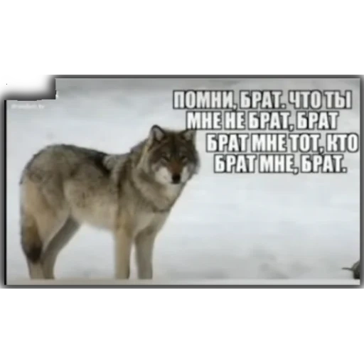 lobo chacal, citas de volka, citas del lobo, citas del lobo auf, wolf alpha male