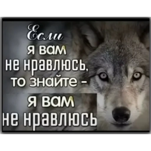loup, citations volka, statuts de devis, statuts avec des loups, citations du loup