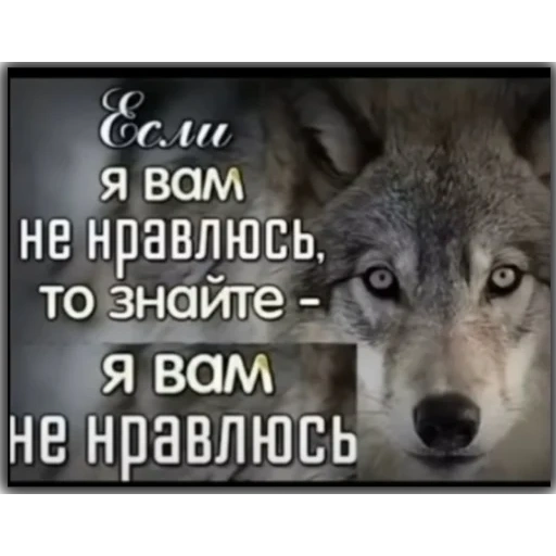 wolf, quotations from wolves, reference status, status wolf, quotations from wolves