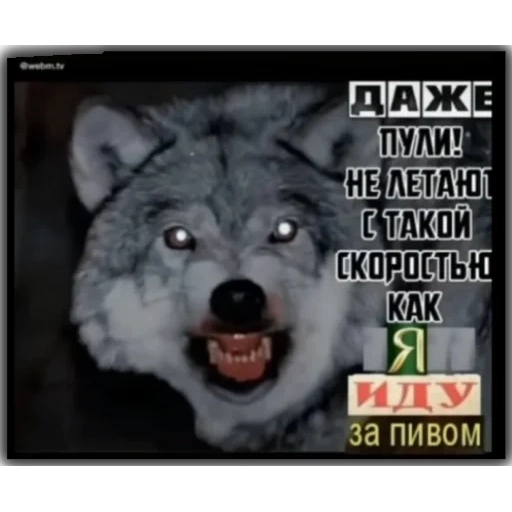 lobo auf, el lobo estaba sonriendo, citas de volka, meme de la cerveza de lobo, citas del lobo auf