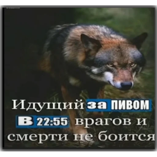 lobo, citas de volka, citas de lobos, la instrucción del lobo, citas sobre el significado de los lobos