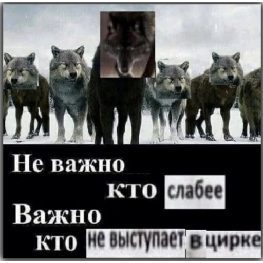 цитаты волка, волк не волк, рыба моей мечты, не важно кто против важно кто рядом, не важно кто напротив важно кто рядом