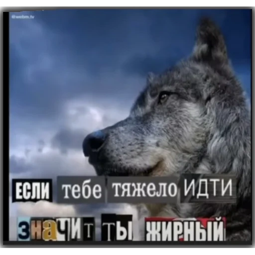 lobo gris, citas de volka, lobo solitario, wolf auf cita, cotizaciones de volka 2021