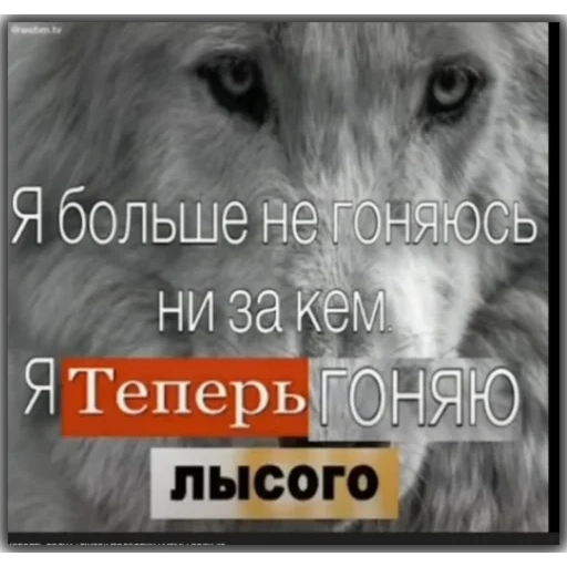 loup, le loup est gris, citations volka, citations du loup, les meilleures citations