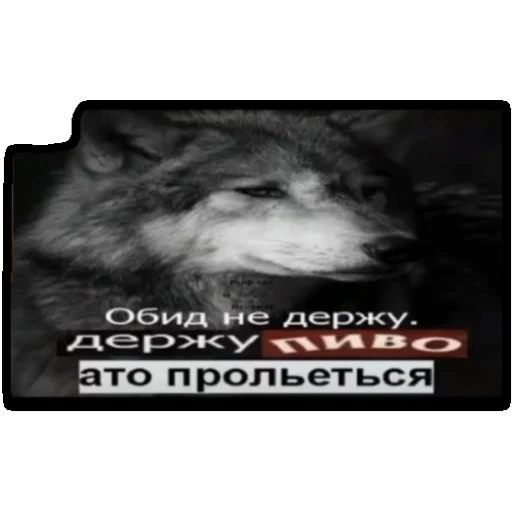 lobo, orgulloso lobo, citas de volka, lobos solitarios, la sabiduría del lobo