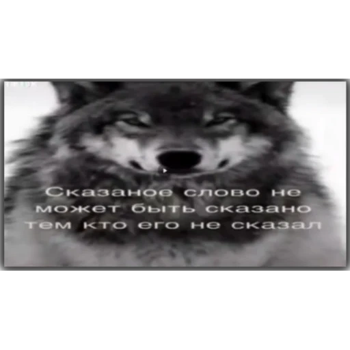 волк оскал, злоба волка, цитаты волка, цитаты волка ауф, тупые цитаты про волка