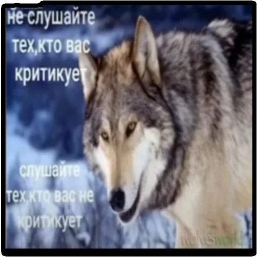serigala, serigala serigala, serigala berwarna abu abu, serigala rusia, serigala yang indah