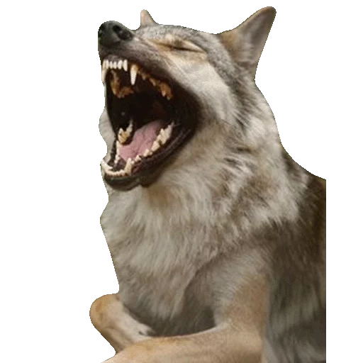 lobo, rosto lobo, boca do lobo, o lobo sorriu, espantalho com um sorriso de lobo