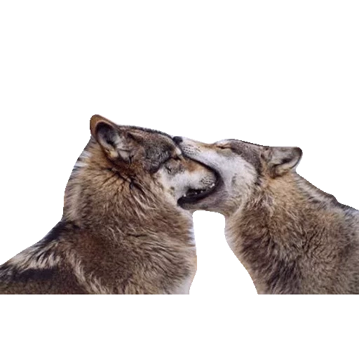 lobo, lobo, mordida de lobo, os lobos estão com medo de comer um ao outro