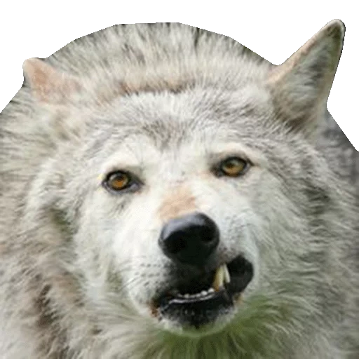 the meme wolf, wolf auf