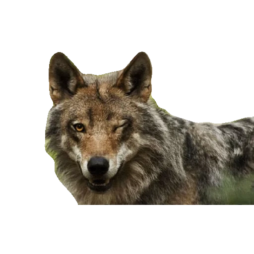 lobo, wolf es salvaje, lobo gris, lobo solitario, el lobo sonríe