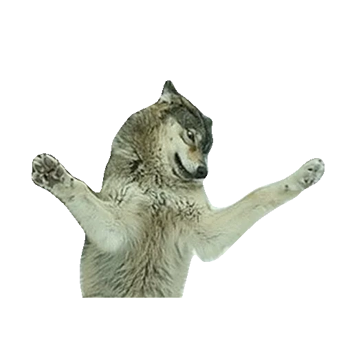 lobo, o lobo está dançando