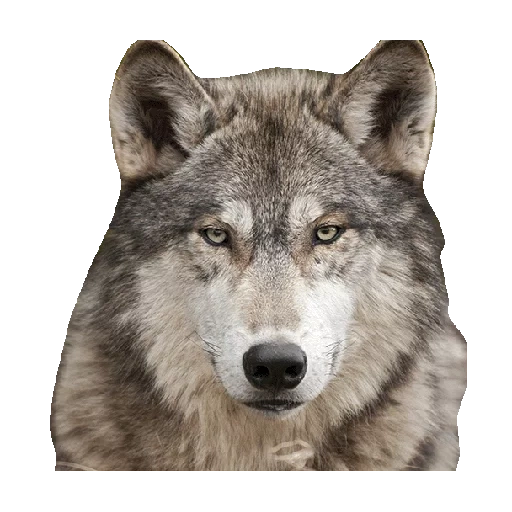 lobo, lobo, lobo cinzento, vista frontal do lobo