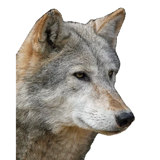 serigala auf, serigala abu-abu, moncong serigala, siberia wolf, kepala serigala fas