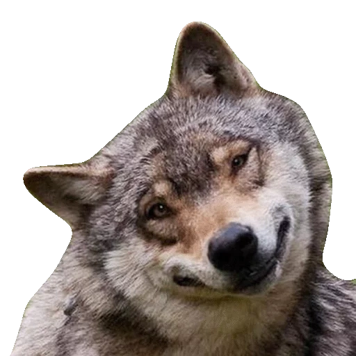 wolf meme, grey wolf, funny wolf, the wolf's smile, surprised wolf