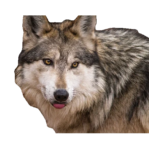 wolf, wolf wolf, loup gris, le loup brun, face de loup