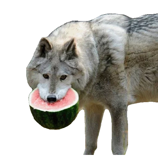 makanan serigala, semangka serigala, serigala menggigit semangka, seperti meme halaman saya, serigala dengan gigi semangka