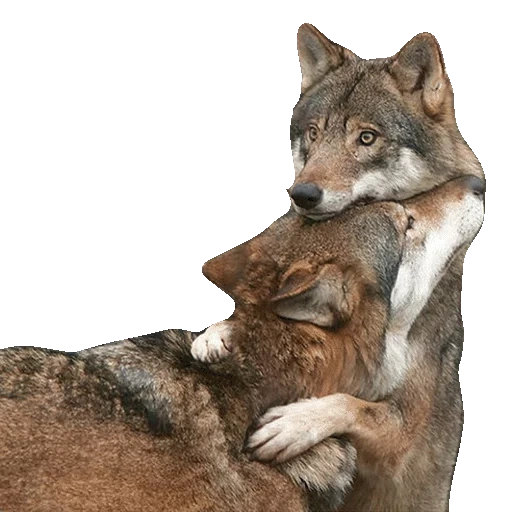wolf wolf, der graue wolf, die wölfin, wolf für wolf, wolf und wolf streiten sich
